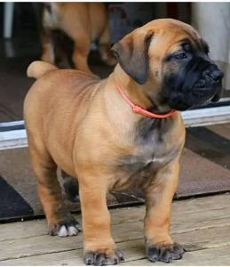 Boerbeol puppies for sale