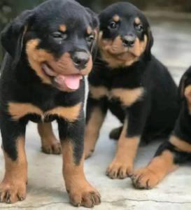 Rottweiler puppies for sale