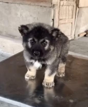 Caucasian sherpherd puppies in Lagos, 