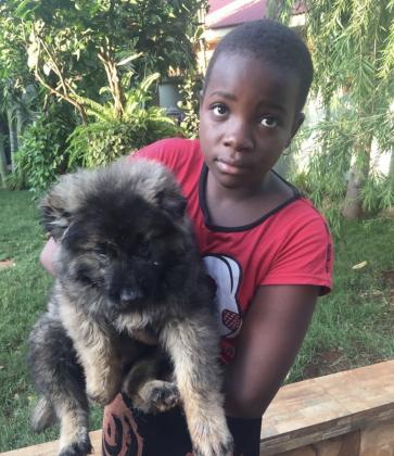 Caucasian sherpherd puppies in Lagos, 