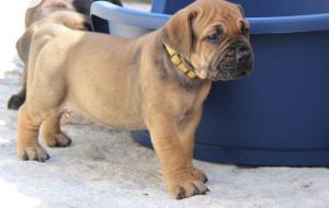 Boerboel puppies