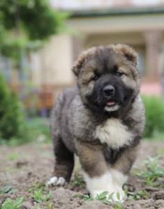 Caucasian sherpherd puppies