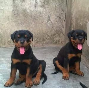 Rottweiler puppy 2 month old