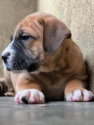 Top Quality Boerboel Puppies for Sale in Lagos, 