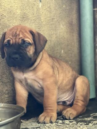 Top Quality Boerboel Puppies for Sale in Lagos, 