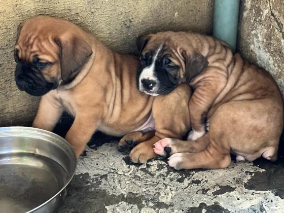 Top Quality Boerboel Puppies for Sale in Lagos, 