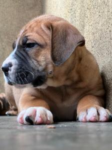 Top Quality Boerboel Puppies for Sale