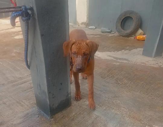 6 Months Male Purebred Boerboel in Lagos, 