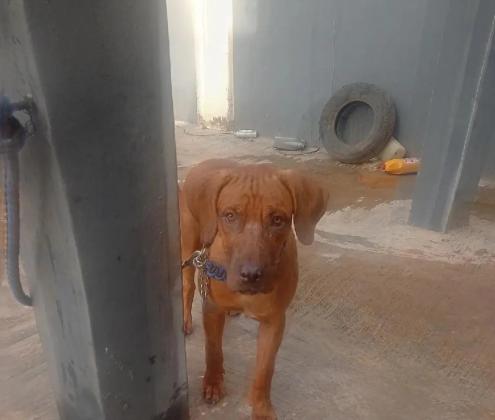 6 Months Male Purebred Boerboel in Lagos, 