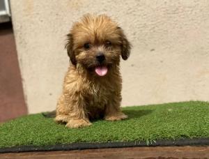 3 Month Female Purebred Lhasa Apso