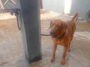 6 Months Male Purebred Boerboel