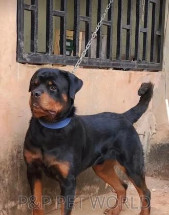 6-12 months Male Purebred Rottweiler in Edo, 