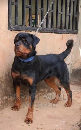 6-12 months Male Purebred Rottweiler in Edo, 